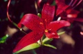 Orange lily (L. bulbiferum) Genus: Lilium