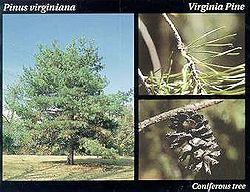 Virginia pine.JPG