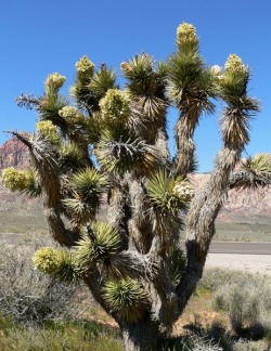 462px-Yucca brevifolia in bloom.jpg