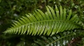 Fishbone fern (Blechnum nudum) Family: Blechnaceae