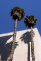 LA palms trees
