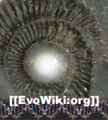 Thumbnail for version as of 03:41, 29 December 2005