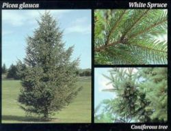 White spruce.JPG