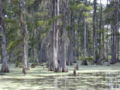 Bald cypress (T. distichum) Genus: Taxodium