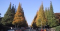 ginkgo trees in tokyo