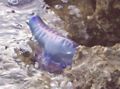 Portuguese Man o' War