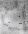 Ribosomal RNA transcription.