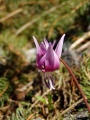 Dog's tooth violet (E. dens-canis) Genus: Erythronium