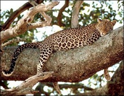 Leopard on the tree-1-.jpg