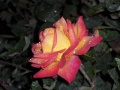 Rose Class: Magnoliopsida