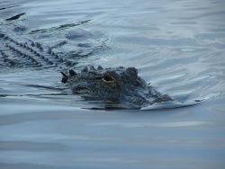 796px-Gator34.jpg