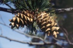 800px-Pinus flexilis cones.jpg