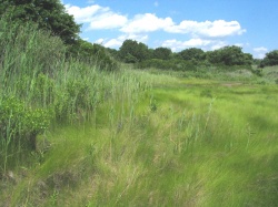 Saltmarsh Grass.jpg