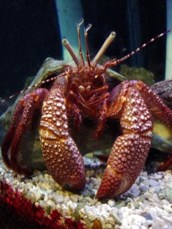 Lobster grande.jpg