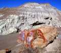 Petrified Wood in Wash