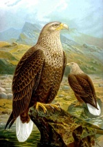 Birdofprey.jpg