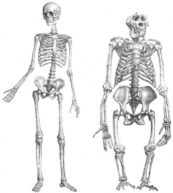 Hominids.jpg