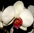 Orchid Class: Liliopsida