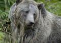 Grizzly at Yellowstone National Park