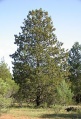Rottnest Island pine (C. preissii) Genus: Callitris
