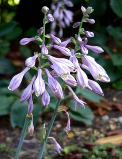 Hosta.jpg