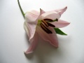 Lily Class: Magnoliopsida