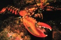 American lobster (Homarus americanus) Class: Malacostraca