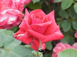 Rosa sp.38.jpg