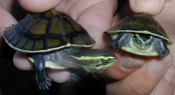 Turtle.jpg