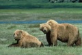 U.S. Fish and Wildlife Service