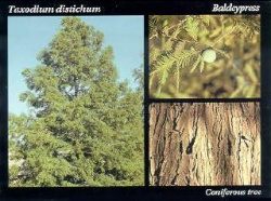 Bald cypress.JPG
