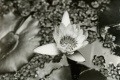 Water Lily in Cuernavaca, Mexico