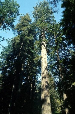397px-Coastal redwood.jpg