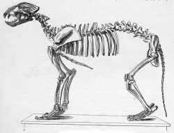 Panthera leo speleata skeletondrawing.jpg