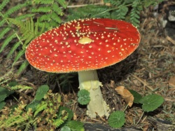 800px-Amanita muscaria 01.jpg
