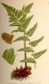 Crested woodfern (Dryopteris cristata) Family: Dryopteridaceae