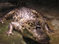 Thumbnail for version as of 22:18, 13 February 2006