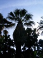 California Fan Palm (W. filifera) Genus: Washingtonia