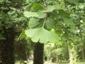 Ginkgo leaves