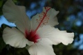 Hibiscus Class: Magnoliopsida