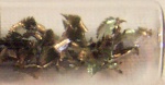 Sample of Praseodymium.jpg