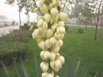 YuccaRecurvifolia.jpg