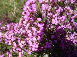Erica australis a.jpg