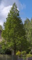 Dawn redwood (M. glyptostroboides) Genus: Metasequoia