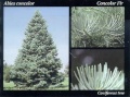 Thumbnail for version as of 04:34, 29 March 2006