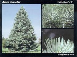 White fir.JPG