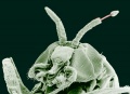 Adult Black Fly (Simulium yahense) with parasite.