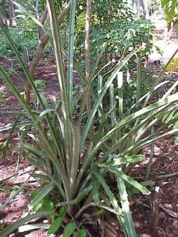 450px-Bromelia karatas2.jpg