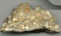 Oolitic limestone