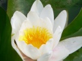 Shuilian baise